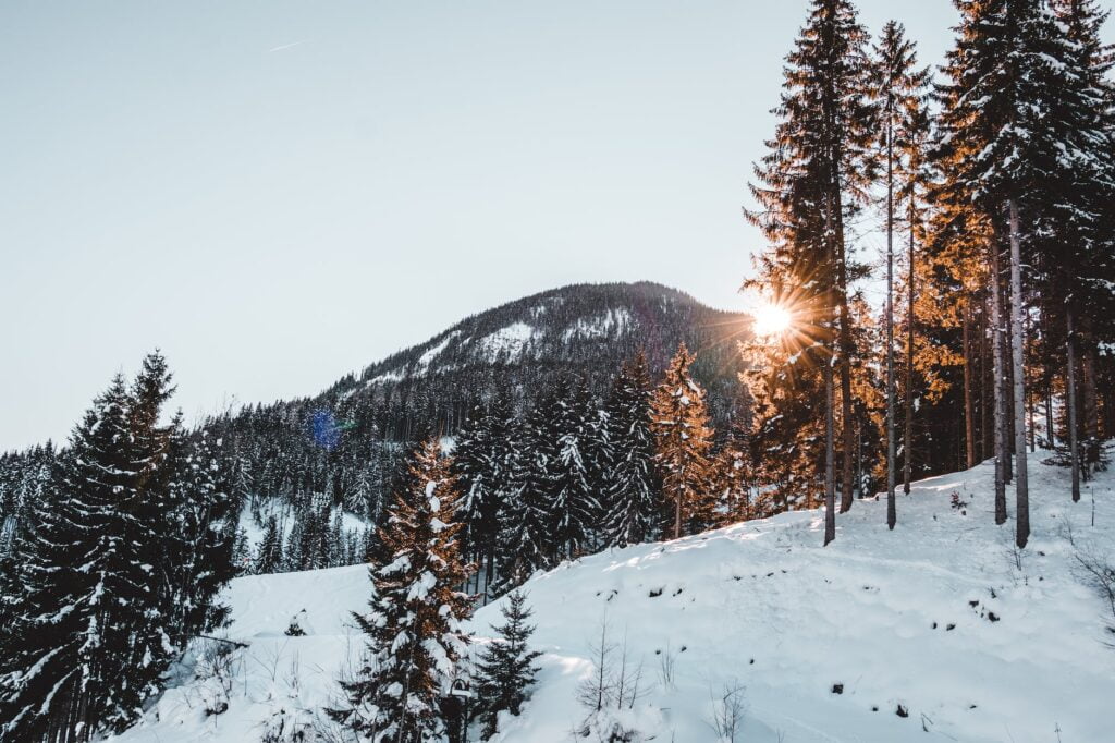 snow covered trees against sky